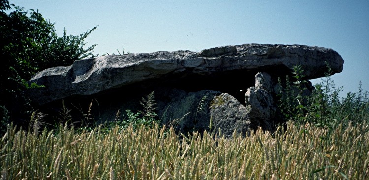 An Angevin dolmen 10.6m x 5m with two massive capstones, one partly resting on the ground. The two portal stones survive; on the LH one is a carving of a bull,  which I missed :-(.  June 1994.