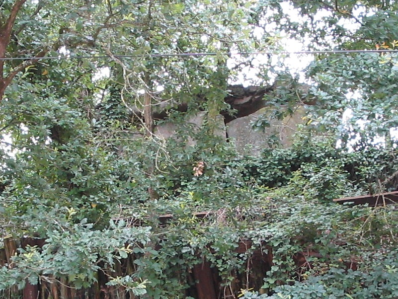 The tomb between the trees, seen from the road, June 18, 2007