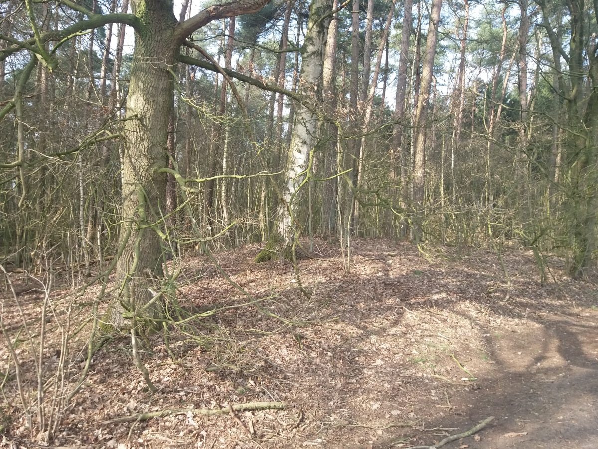 Issendorf Schwarzes Moor Huegelgraeber (2)