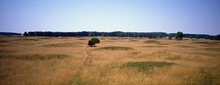 Pestruper Gräberfeld