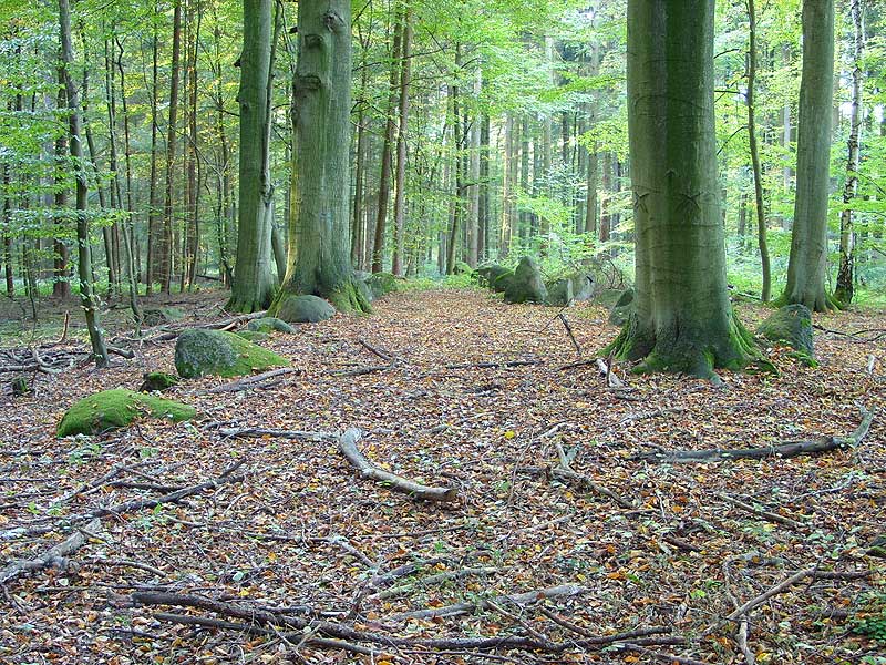 The stone rows of a Long Barrow.