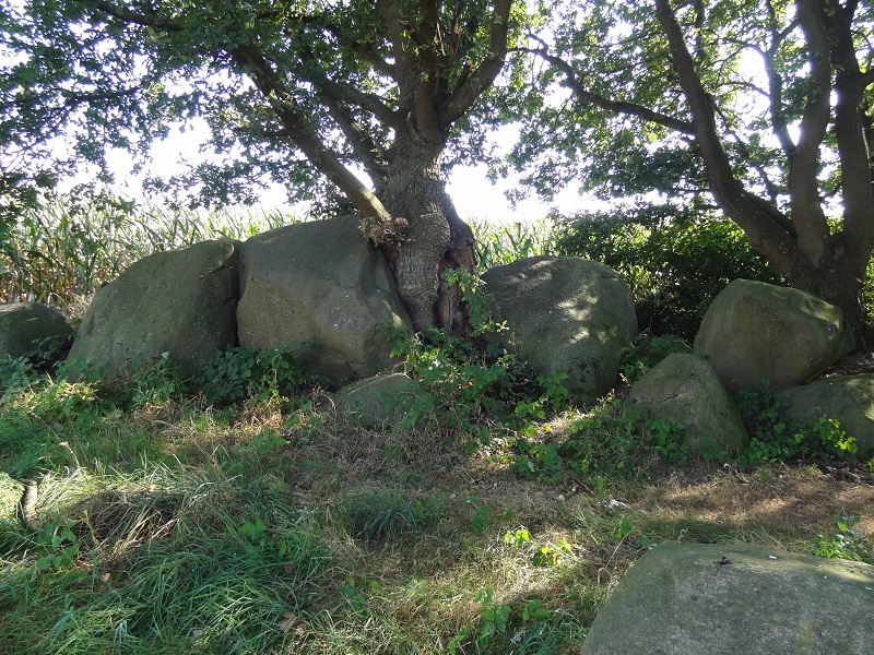 Collection trees and stones, that is 
station #3a of the Straße der 
Megalithkultur on Sep. 8, 2016