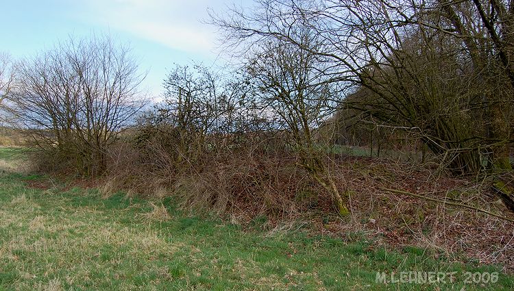 The overgrown remains of the destroyed tomb.
Looking roughly south [April 2008].