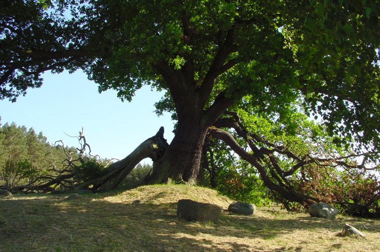 destroyed dolmen suckow at Usedom Island