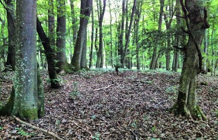 3 burrow mounds at Brueckerberg