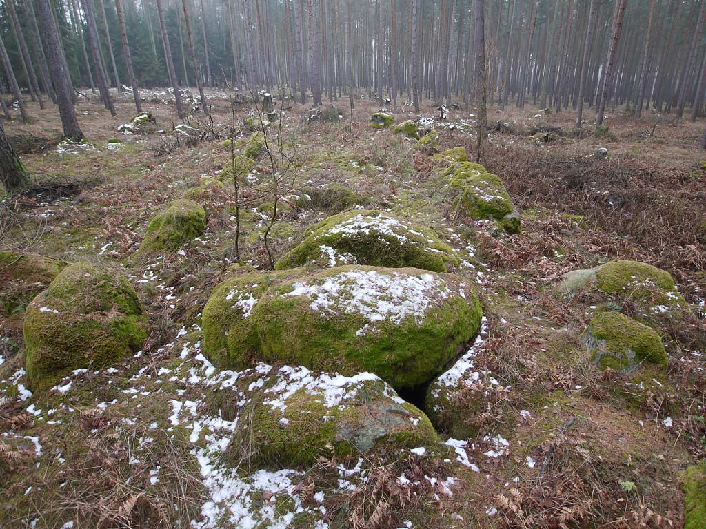 Long Barrow with Chambered Tomb near Salzwedel in Saxony-Anhalt

Deep in the woods of Tangeln, a well preserved Long Barrow.
Area has been cleaned not too long ago.
Size of the barrow 23,6m x 5,2m (NW) / 6,4m (SE).
Number of kerbstones apprx. 38.
Two fallen guardian stones (Wächter) at the corners of the south end.
They are overgrown and hard to see.
In the NW end of the barrow, a Chamber
