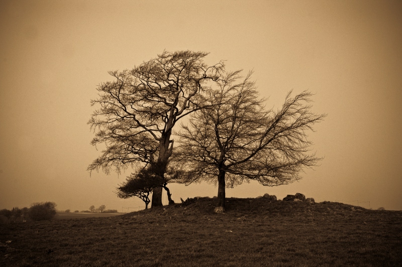 The remains of a Burial Chamber near Birkenmoor.