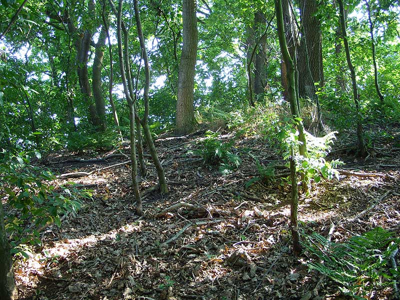 A Round Barrow near Gluesing.
You pass Gluesing on the way from Schalkholz to Hennstedt. This barrow is close to the road, you just enter a small pathway parallel to the street, and there is a small 40m x 60m bush.