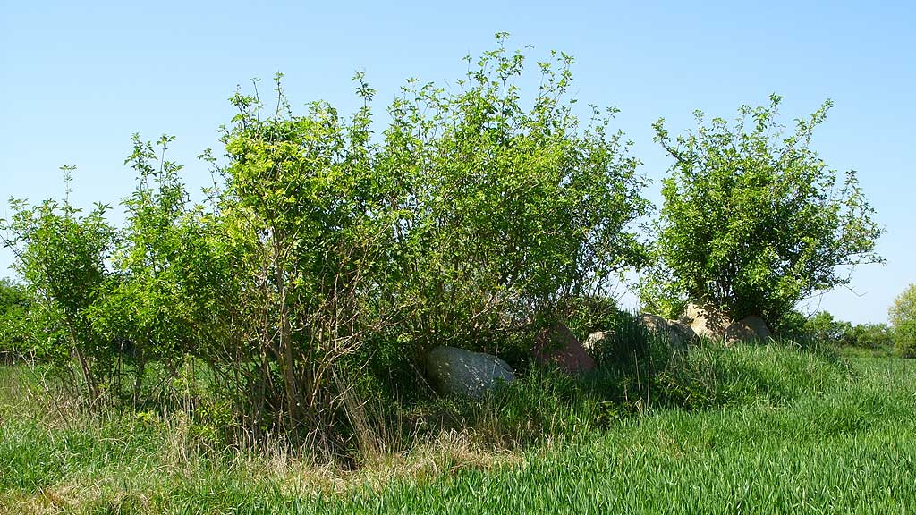 Island of Fehmarn, in the Baltic Sea.

Near the eastern coastline, close to the Katharinenhof campsite, there are three megalithic tombs close together.