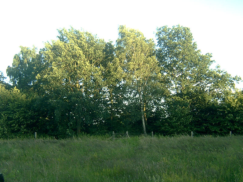 Offendorf Langbett