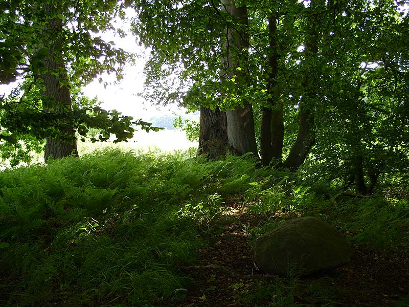 Destroyed Burial Chamber in a small forest near Rastorf.
