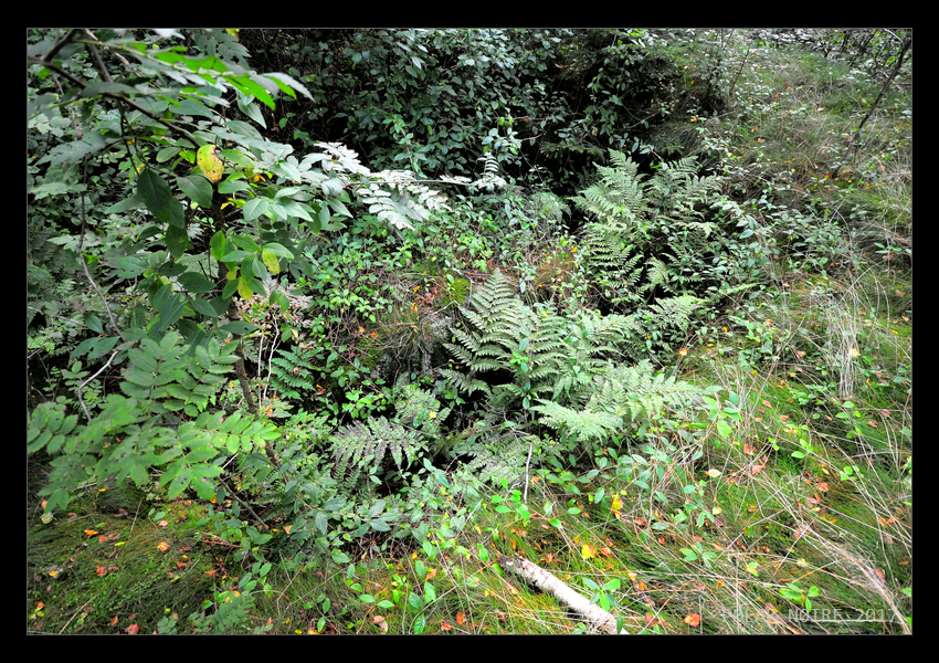 On the edge of the pit on top of the barrow. Looking down on a capstone. The barrow has been overgrown in August 2017. 