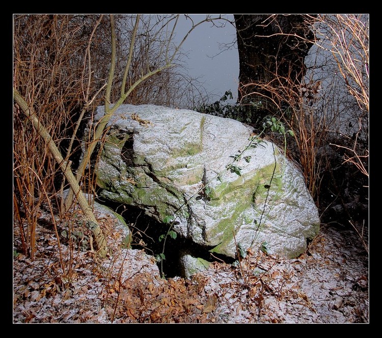 Hemmelmark III (Sprockhoff 82) viewed from the NE.
It is a large pentagonal dolmen chamber covered by two capstones situated near the  SE edge of the Mausoleum only 4 m away from Sprockhoff 81 SE long side enclosure stones.   The chamber nowadays is heavily overgrown on all side except for the North.  An enormous tree is growing just beside it in the SE.   

Reference: [1] Sprockhoff, E. Atlas 