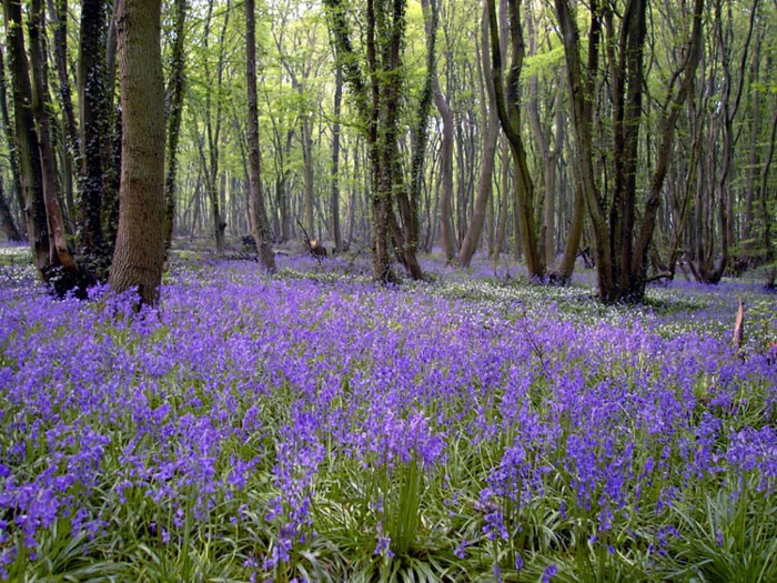 Landscape Gallery

Is there anything lovelier than an English bluebell wood?  Yet this picture of peace and tranquility is an illusion.  Traffic roars by on a slip road to the fume sodden M11 which lies alongside and the ravenous, land hungry giant of Stansted Airport is on its doorstep.   Petrol, diesel and aircraft exhausts gently and perpetually seep through the woods and an adjacent prairie 