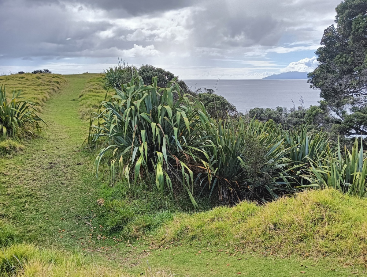 The entrance to the pa - the ditch cutting across the headland can be seen in this photograph.  April 2024