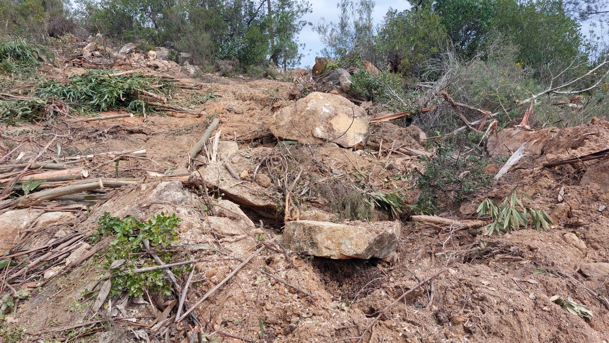 Site in Évora Portuga
harvest of eucalyptus destroyed much 