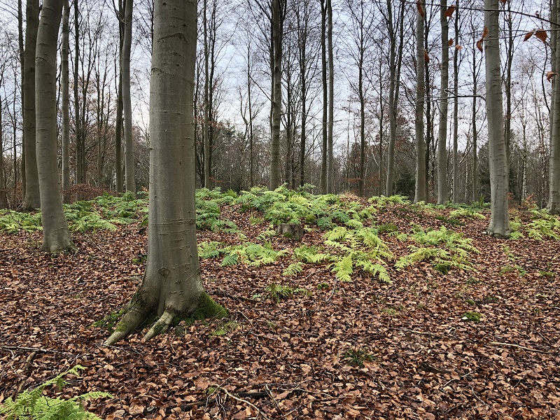 The barrow as seen from a distance. The large group of ferns grow on the remains of the mound. 