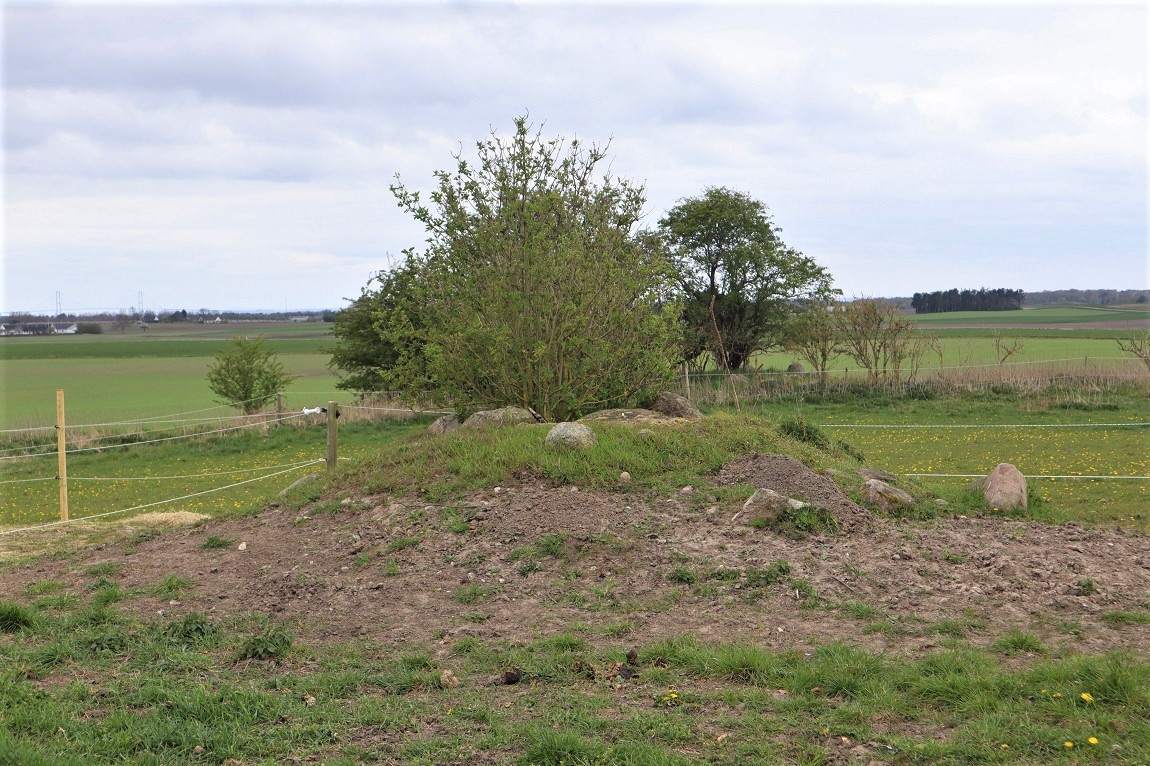 Bildsø Runddysse 1. Disturbed dolmen. Chamber 1,0 x 0,6 x 0,6 meter. 4 uprights. Location in a enclosure with horses. Foto april 2020