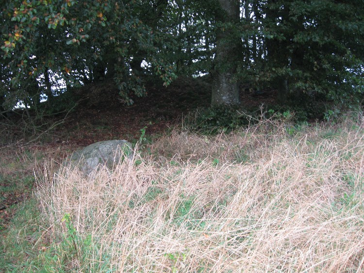 The overgrown mound seen through the copse.  