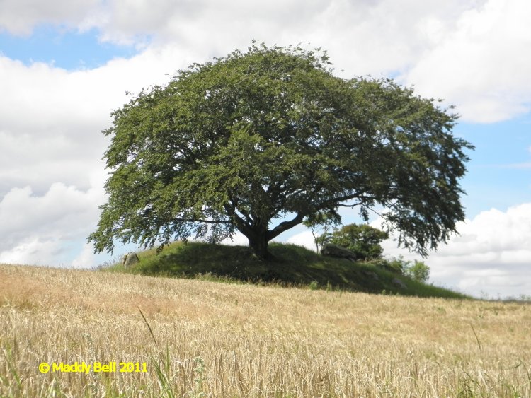 Click for the gallery page to add comments and vote (PID:84533) Østrup Langdysse