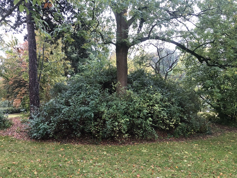 The mound is seen from the east. As seen in this picture, it is quite overgrown.