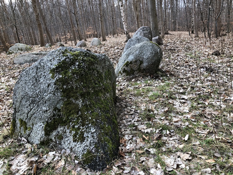 Kerbstones seen on the northern side of the long barrow. 