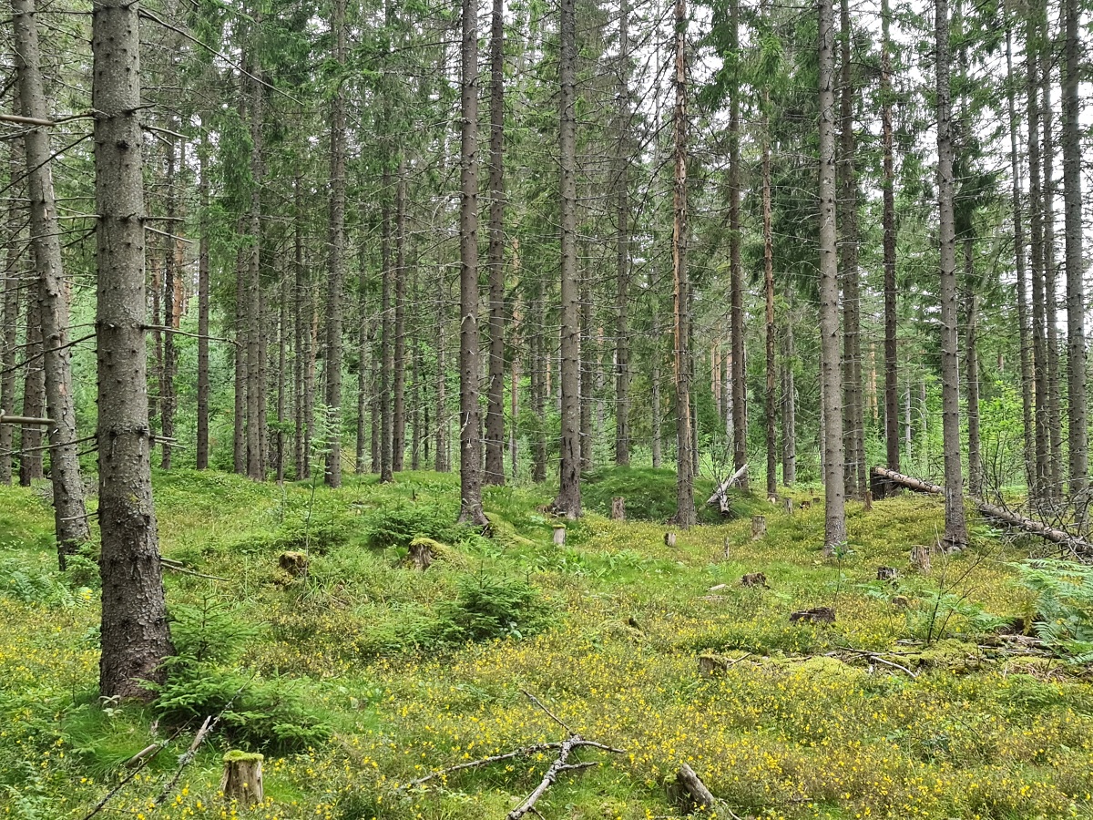 Tyri-Vedlandsvegen