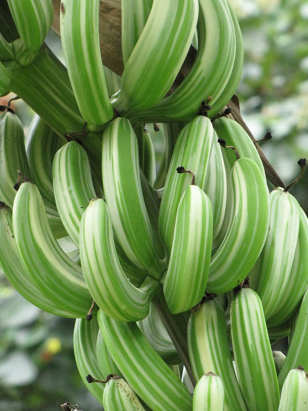 Musa x paradisiaca (Banana, maia)

Maoli Maia Koae or Manini variegated fruit at Kahanu Garden NTBG Hana, Maui, Hawaii. Also known as Musa acuminata x M. balbisiana.

Photo Credit:Forest and Kim Starr