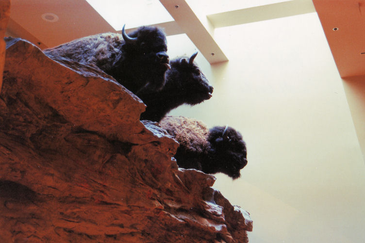 Head-Smashed-In Buffalo Jump
Mock up of the buffalo at the top of the cliff edge in the interpretive centre. 
April 1989