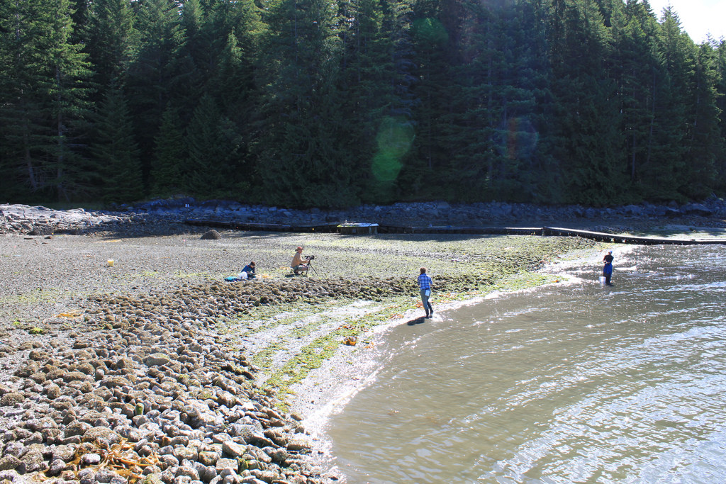 Ancient clam gardens on Quadra Island