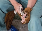 Hudson-Meng Bison Kill