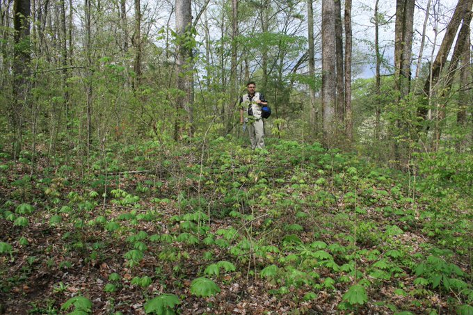 This is one of three burial mounds (never excavated) at Russell Cave National Monument in Alabama. They are now unmarked for safety, but in the 1980s they had small signs.

Photo courtesy Dr Greg Little, author of the Illustrated Encyclopedia of Native American Indian Mounds & Earthworks (2016). 