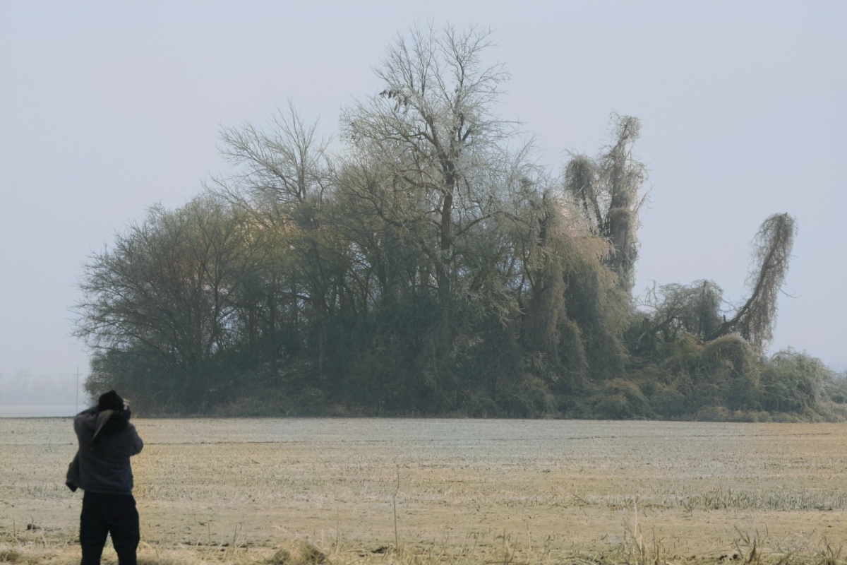 Photo courtesy Dr Greg Little, author of the Illustrated Encyclopedia of Native American Indian Mounds & Earthworks (2016).

Chickasawba Mound in Blytheville, Arkansas. Hundreds of exquisite pots were removed from this mound and numerous skeletons over 7' in height and 