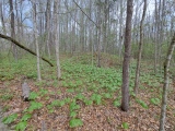 Pinson Mounds - Other Sites - PID:272363