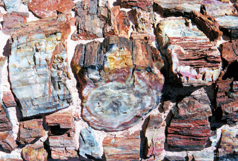 Detail of some of the petrified log 