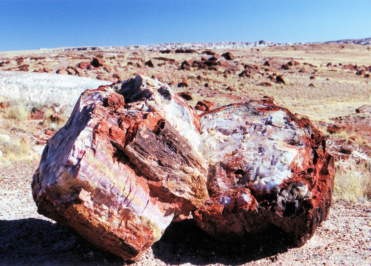 A petrified tree log in the painted desert near to Agate House, in the Arizona Petrified Forest National Park. 
The colours which are visible in these ancient trees, turned into agate are incredible, the variation and vividness sadly lacking in these faded photos from 1990, taken in the baking midday Arizona sun.  