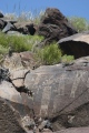 Coso Petroglyphs