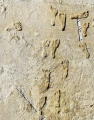 Fossilized Footprints - White Sands National Park - PID:263680