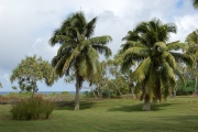 Kahanu Garden and Preserve - PID:262722