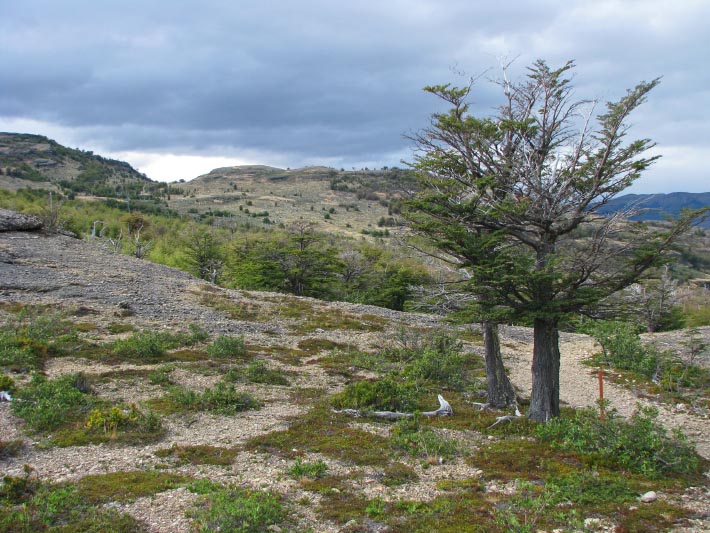 Site in  Chile
Terrain immediately above the Grande Cueva del Milodon. This rocky soil supports a variety of scrub and wildflowers, as well as some isolated Nothofagus trees. This aspect is looking toward the southeast along the foothills of the Cerro Benitez Range.
