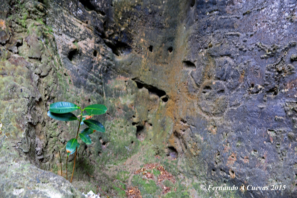 La Cueva del Indio (Puerto Rico)