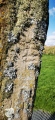 Greenhill south ogham stone - PID:225729