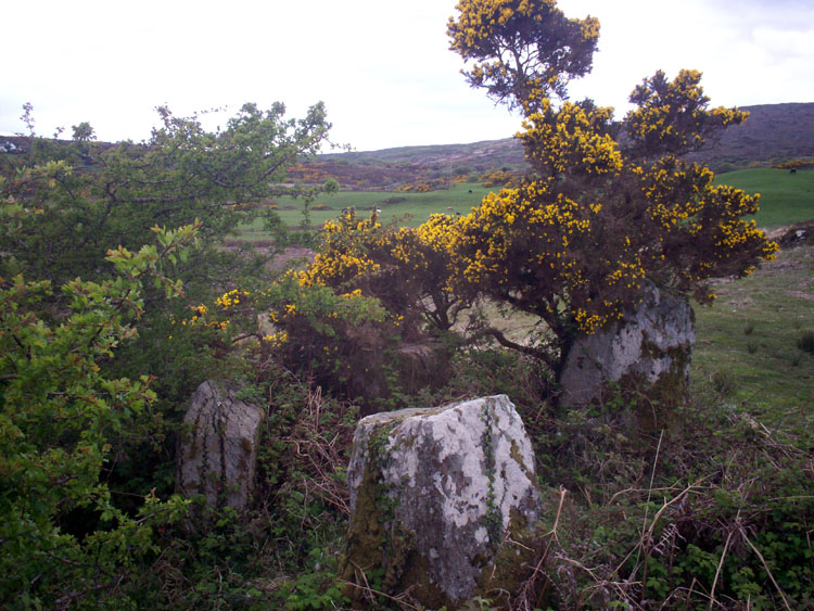 It would appear only things with spikes grow on these circles, the hawthorn on the left prevents any access by the axial.