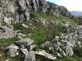 Click for full size image of Clogherna enclosure and field walls (PID:285155) Clogherna enclosure and field walls