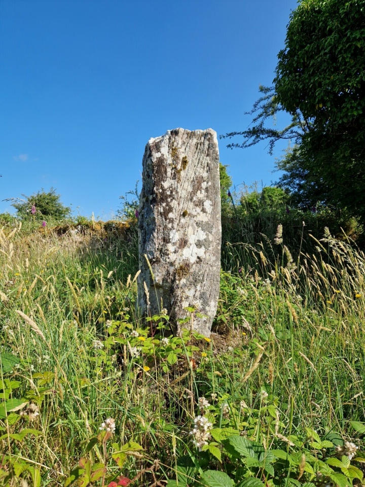 The Kilmovee Ogham stone. Standing all alone in a neglected field. Visited mid July.