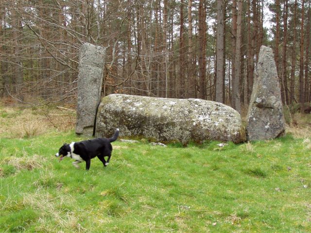 Cothiemuir Wood