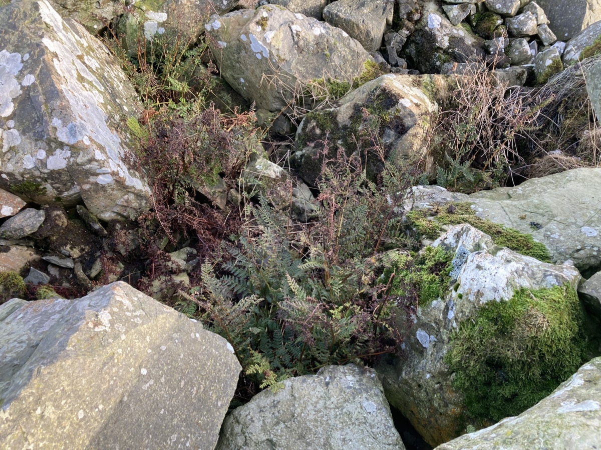 Centre of Airyhemming E Cairn viewed from W.