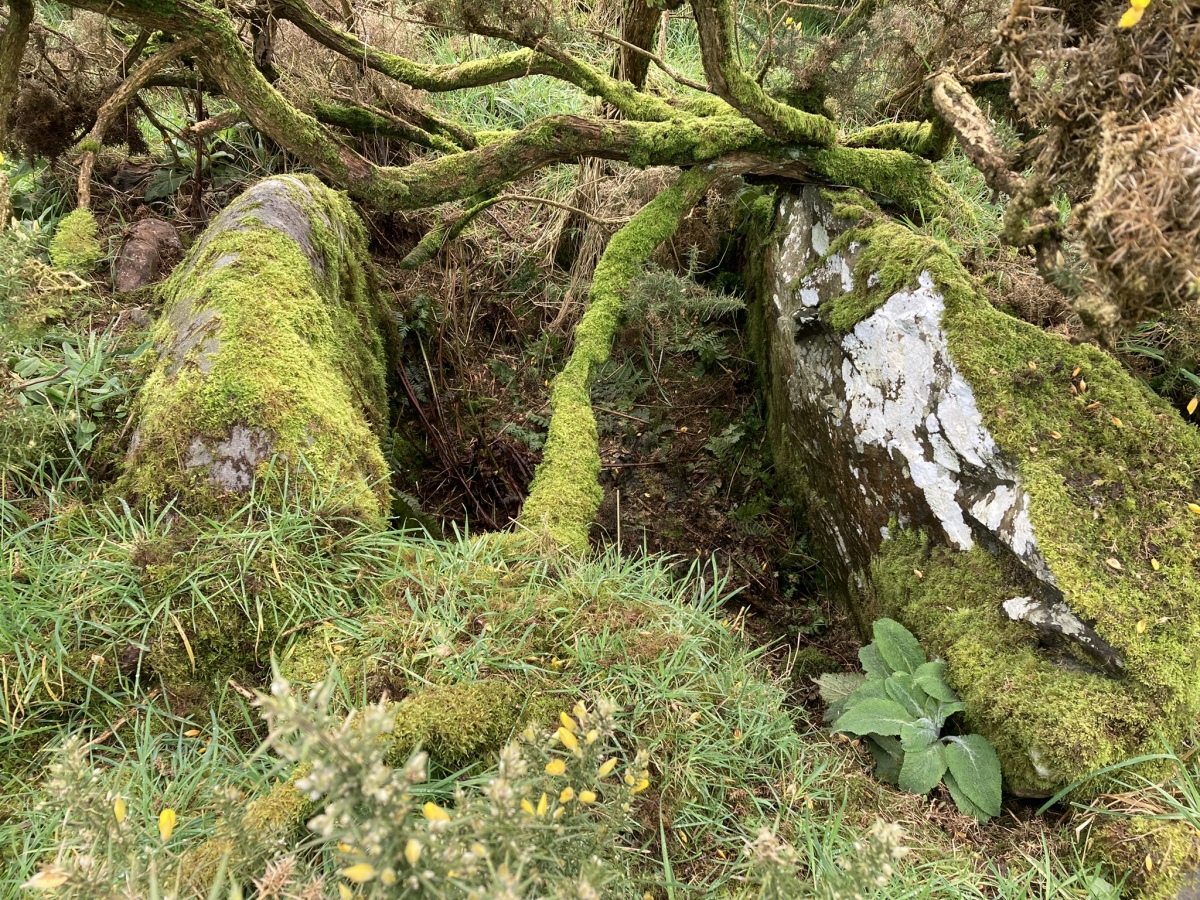 Exposed Cist in south Quadrant of High Gillespie Cairn viewed from the north.