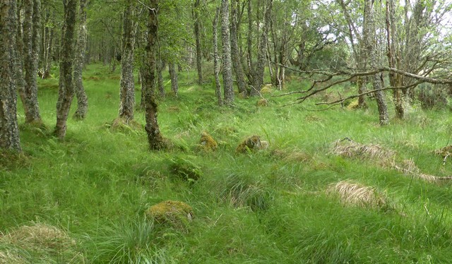 The stones are set very close together and clearly form part of a field boundary which may either never have been finished or has been robbed. View from east (Scale 1m).