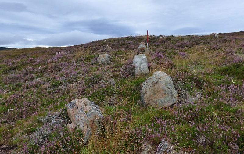 Looking WNW and upslope along the alignment (Scale 1m). The largest stone is 0.5m high and several are taller then 0.3m.